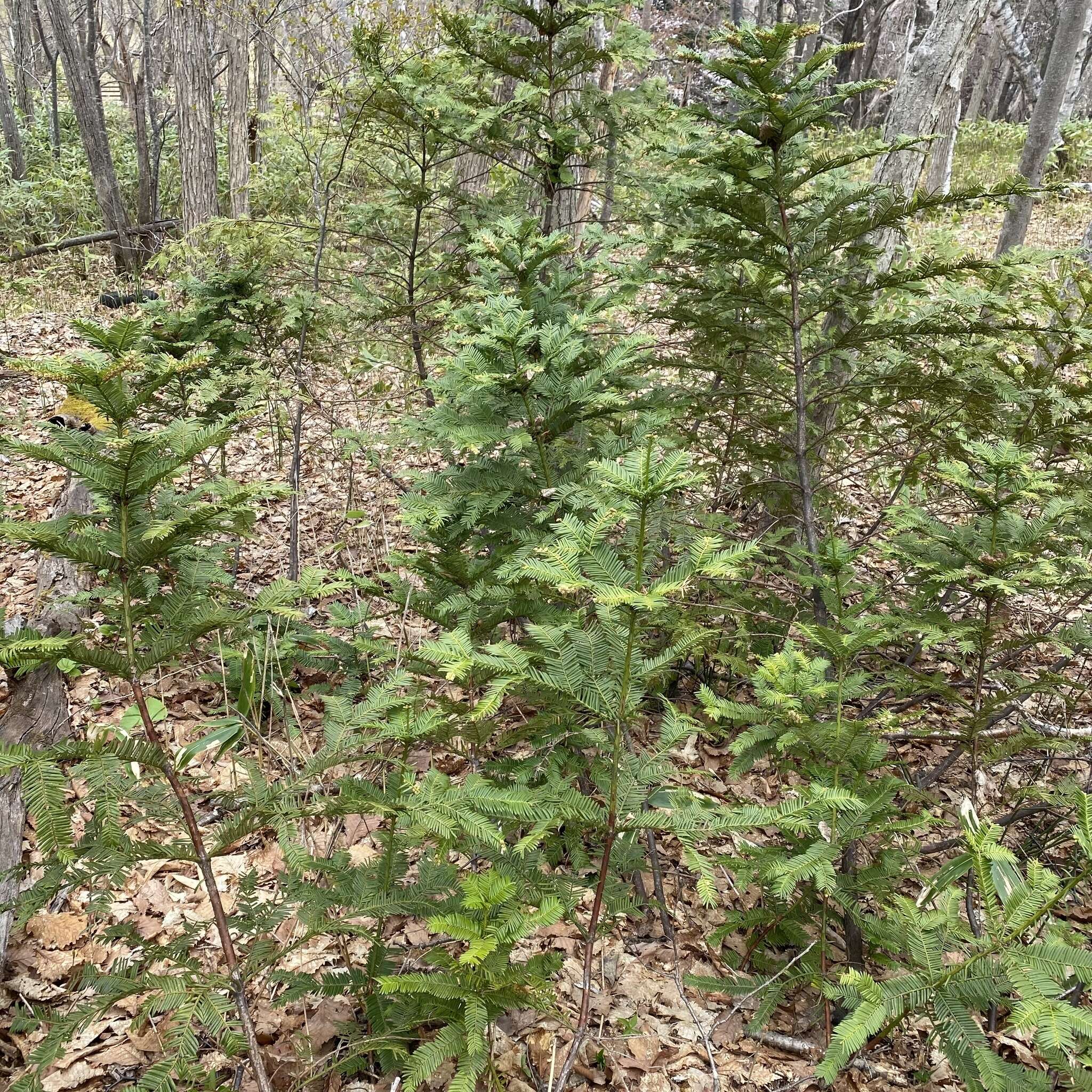 Plancia ëd Cephalotaxus harringtonii var. nana (Nakai) Rehd.