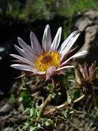 Image of Berkheya purpurea (DC.) Benth. & Hook. fil. ex Mast.