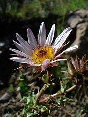 Image of Berkheya purpurea (DC.) Benth. & Hook. fil. ex Mast.