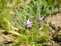 Imagem de Schizanthus grahamii Gill.