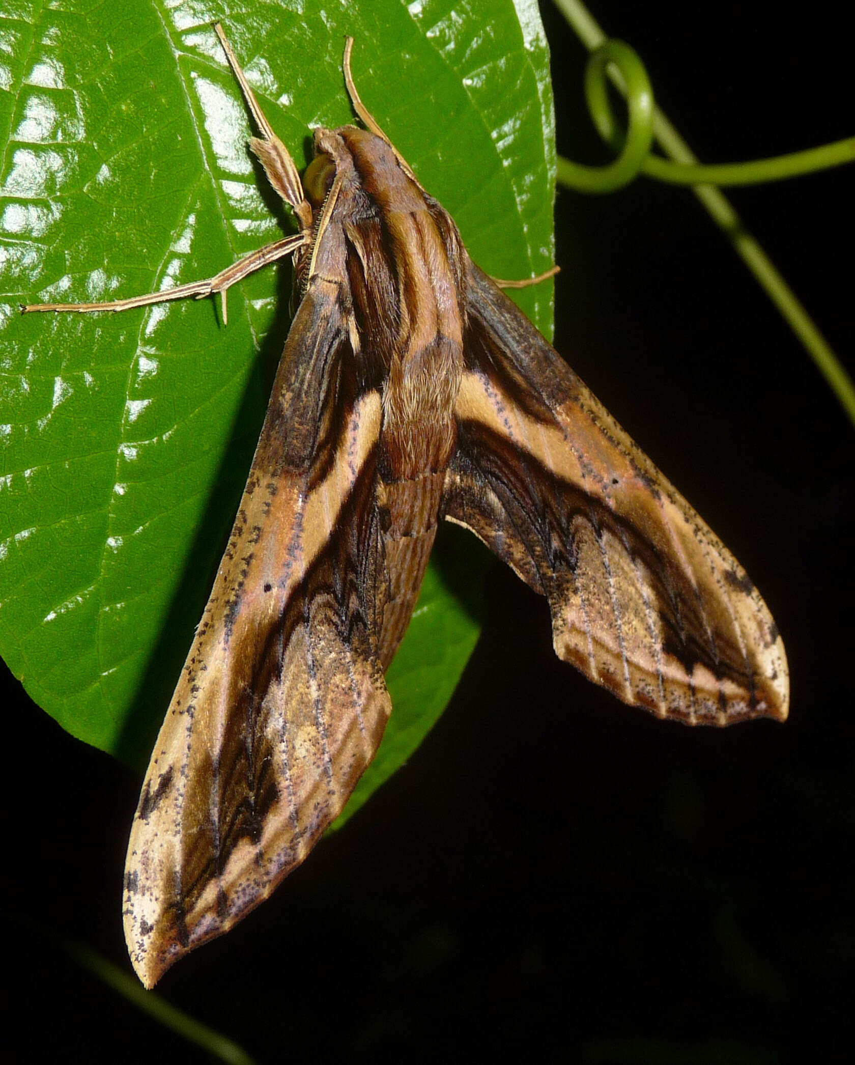 Слика од Xylophanes ceratomioides (Grote & Robinson 1866)