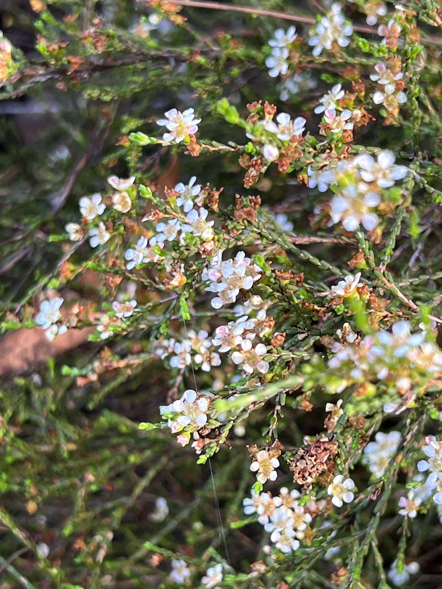 Image of Baeckea brevifolia (Rudge) DC.