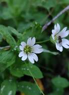 Image of Cerastium davuricum Fischer