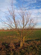 Image of Small-leaved Elm