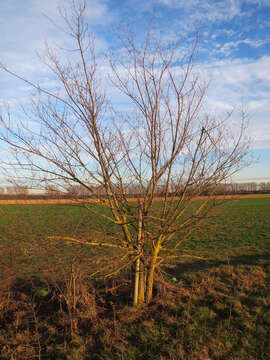 Image of Small-leaved Elm