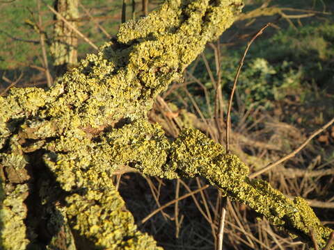 Image of orange wall lichen