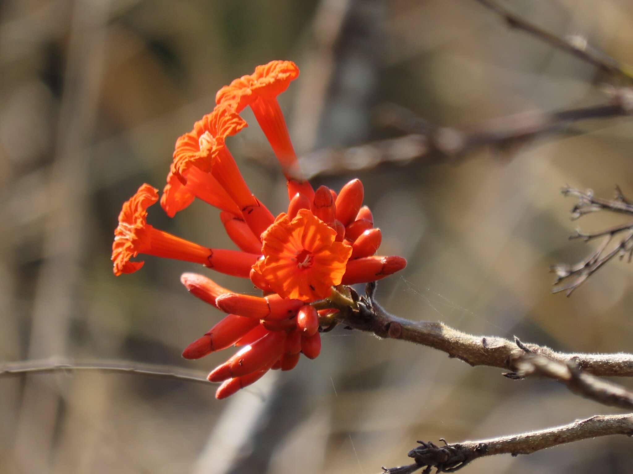 Plancia ëd Cordia rickseckeri Millsp.