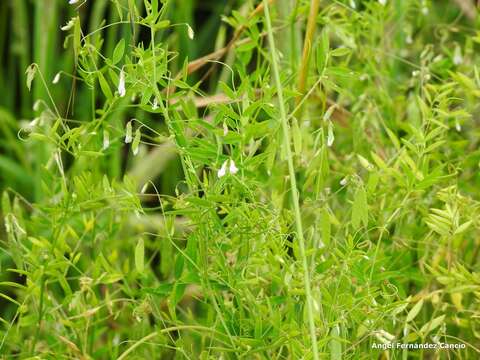 Imagem de Vicia pubescens (DC.) Link