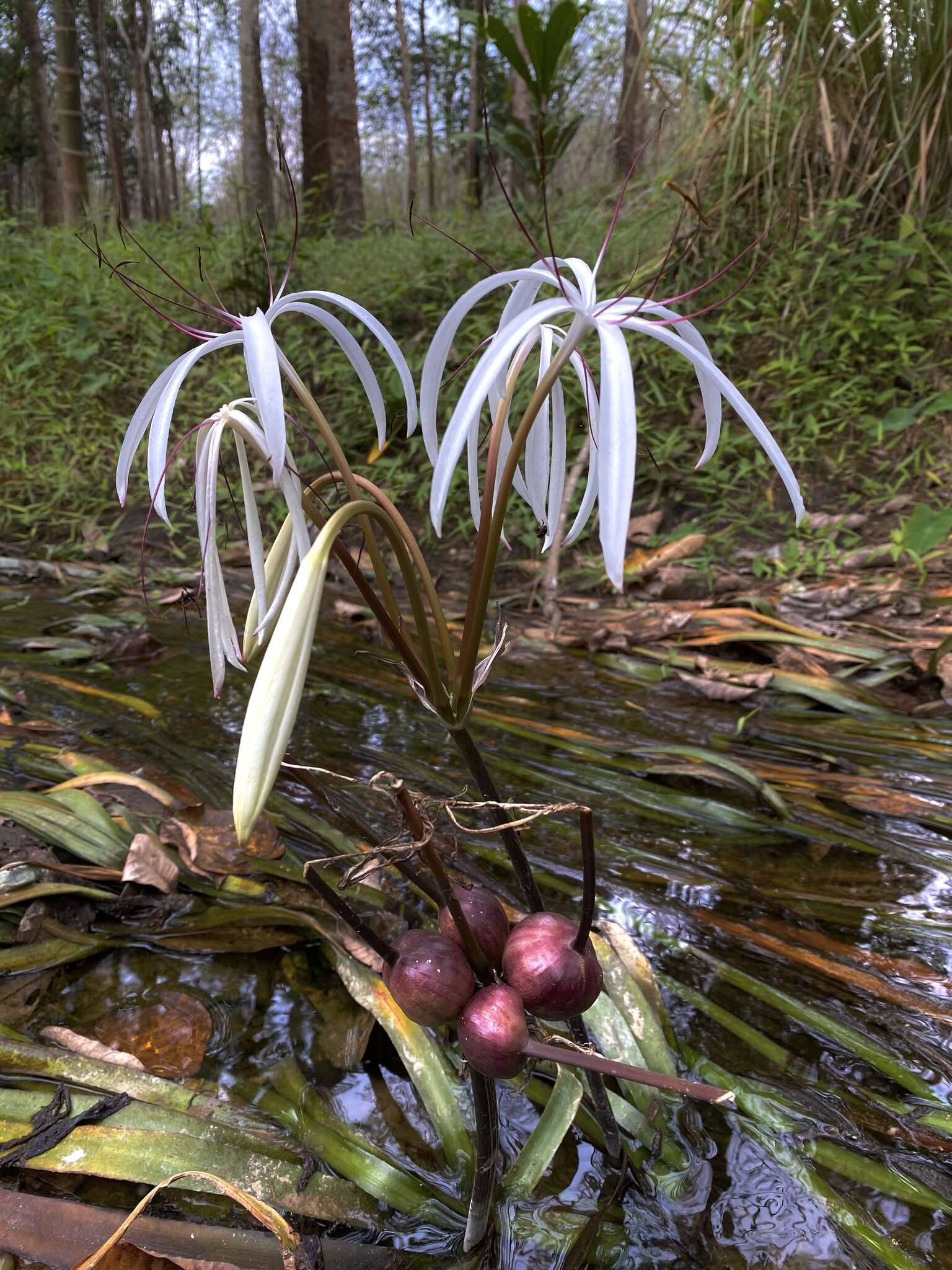 Image de Crinum thaianum J. Schulze