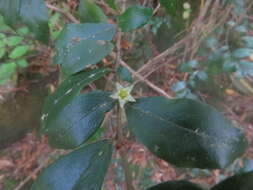 صورة Rhamnus diffusus Clos