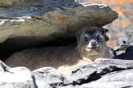 Image of Rock Hyrax