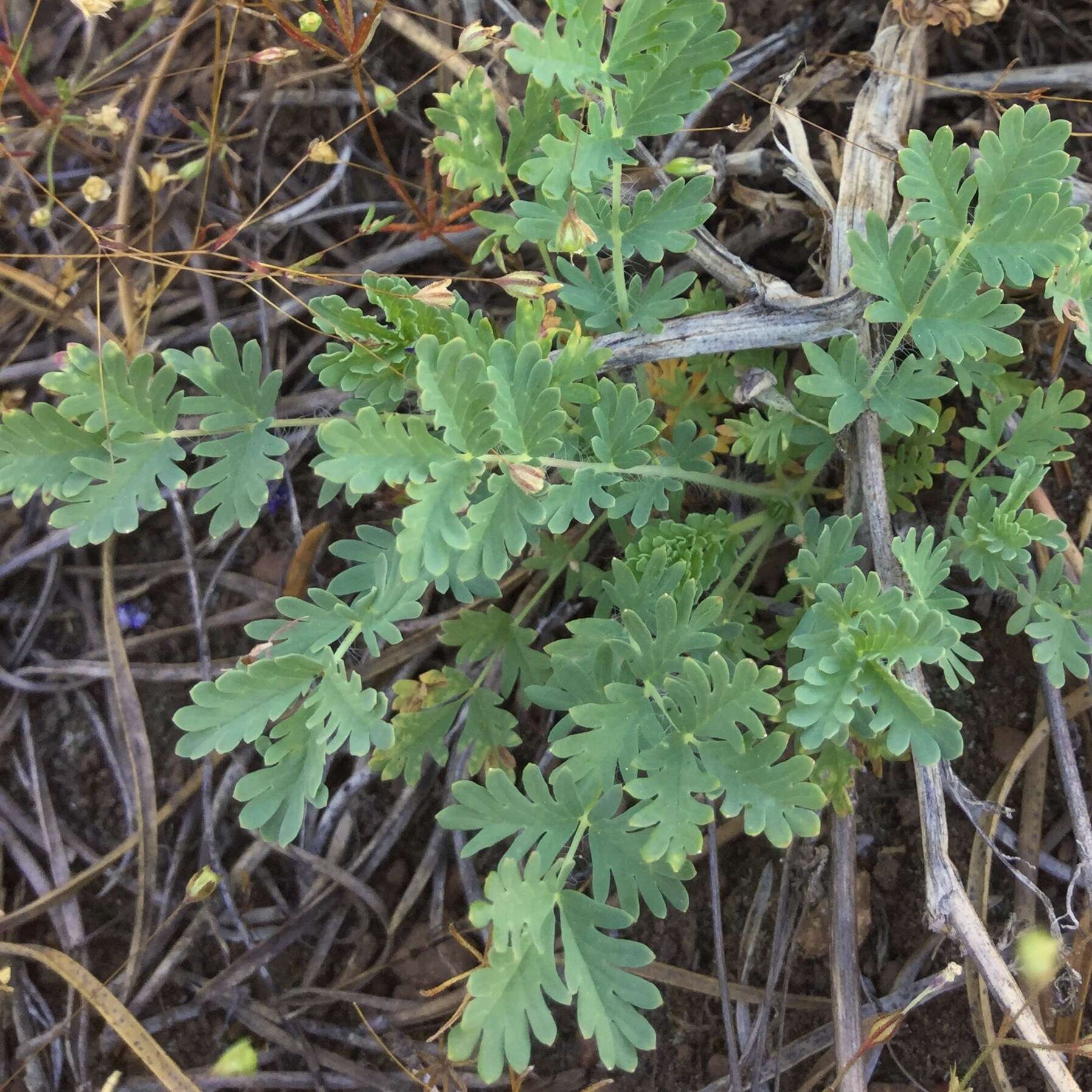 Image of Poteridium occidentale (Nutt. ex Torr. & Gray) Rydb.