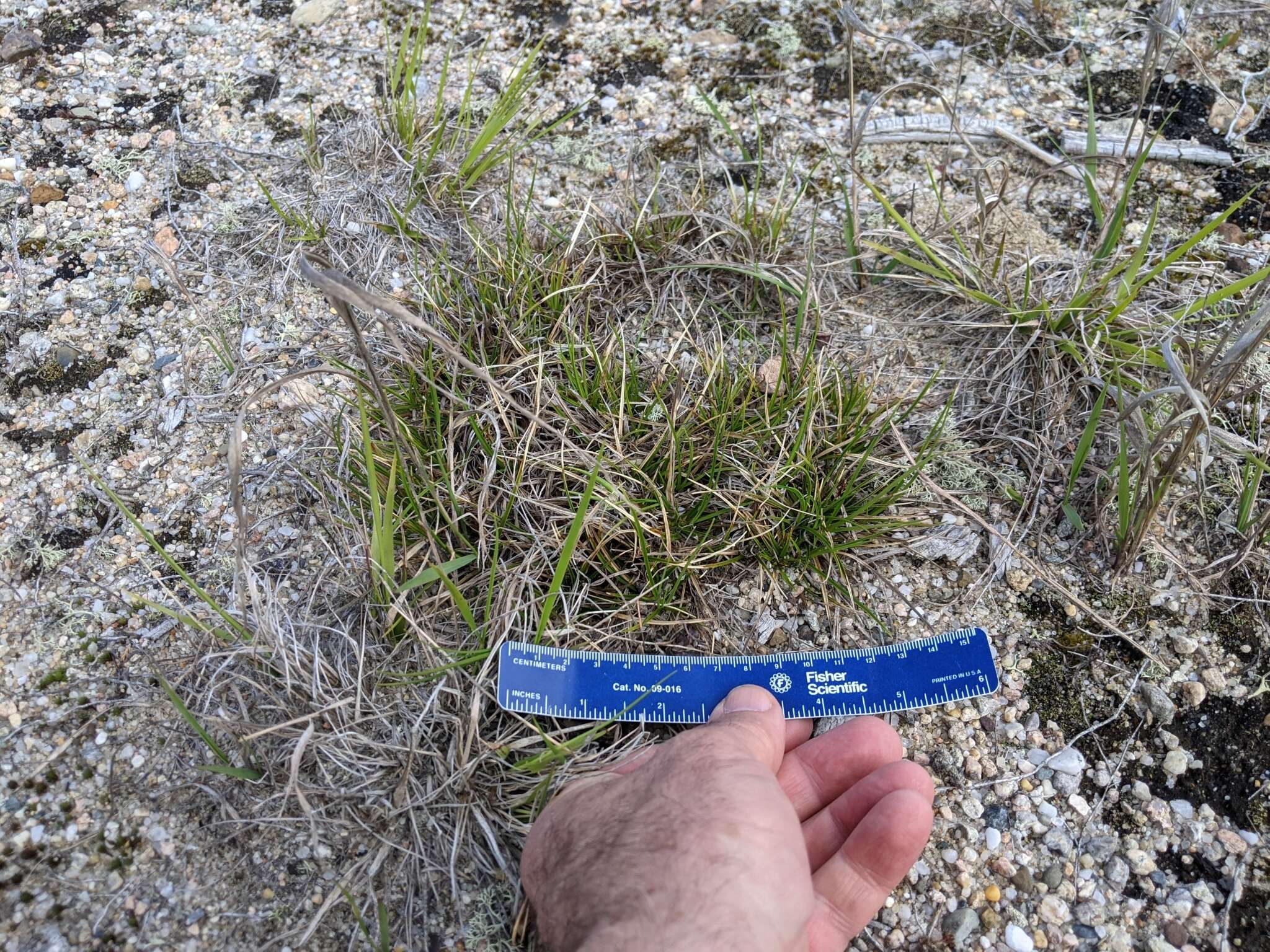 Imagem de Carex tonsa var. tonsa