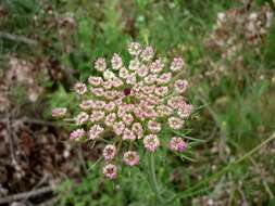 Image of Queen Anne's lace