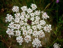 Image of Queen Anne's lace