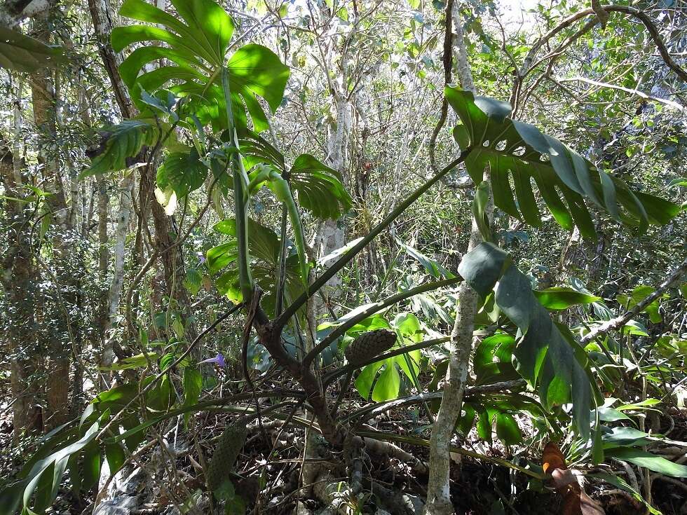 Image of Monstera deliciosa Liebm.