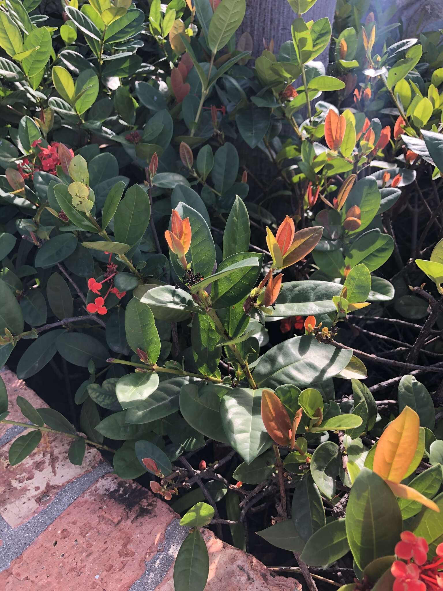 Ixora chinensis Lam. resmi