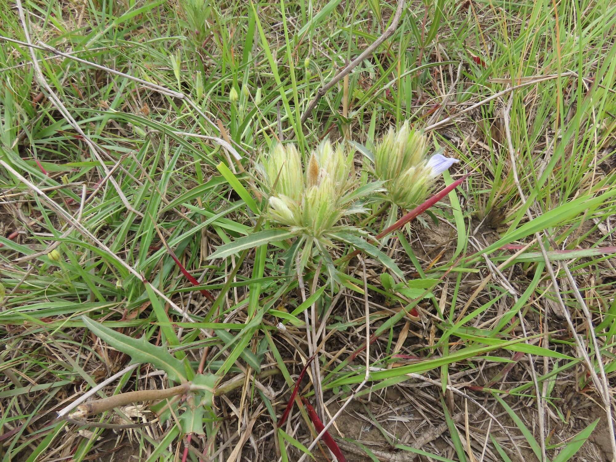 Blepharis sericea K. Vollesen resmi