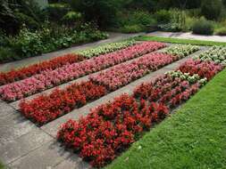 Image of clubed begonia