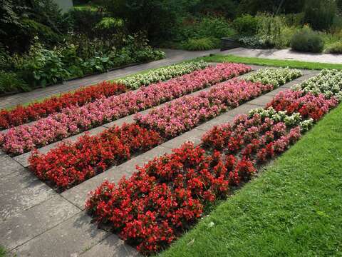 Image of clubed begonia