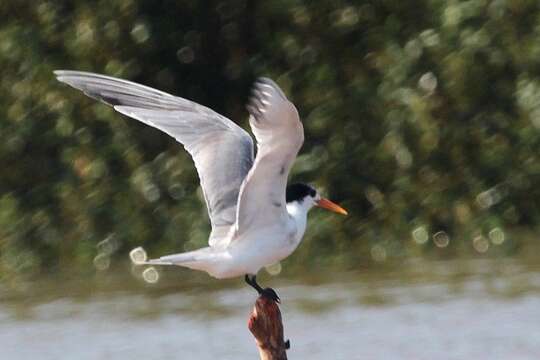 Image of Lesser Crested Tern