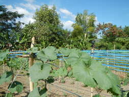 Image of sinkwa towelsponge