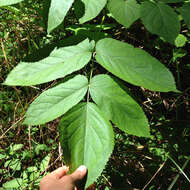 Image of California spikenard