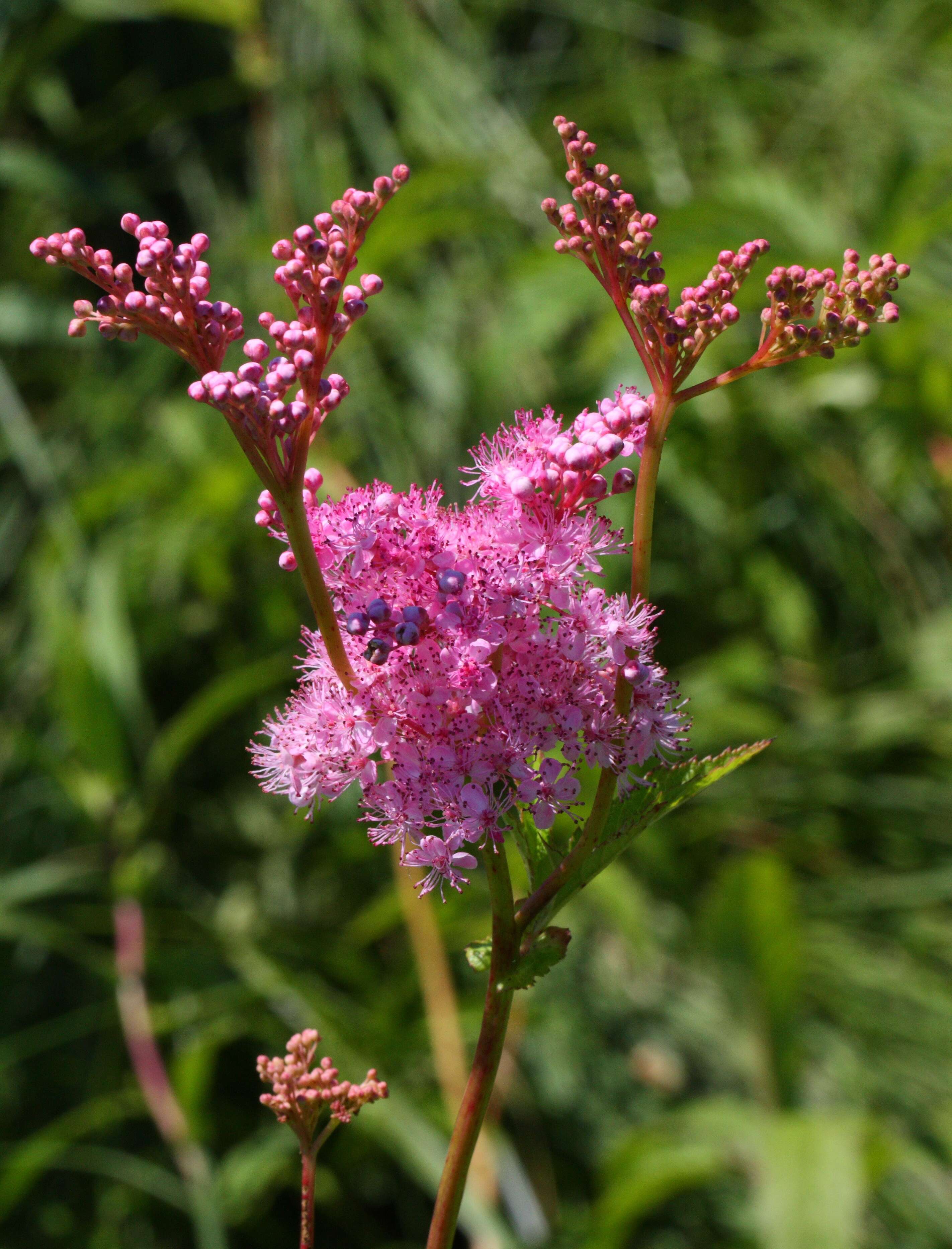 Image of queen of the prairie