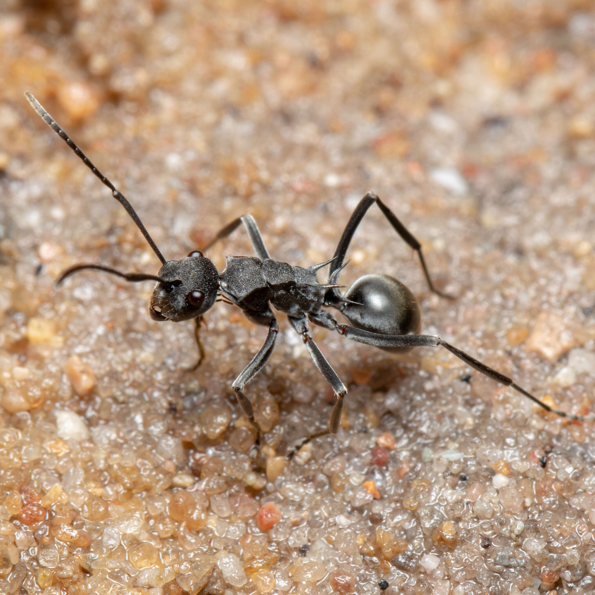 Image of Polyrhachis sokolova Forel 1902