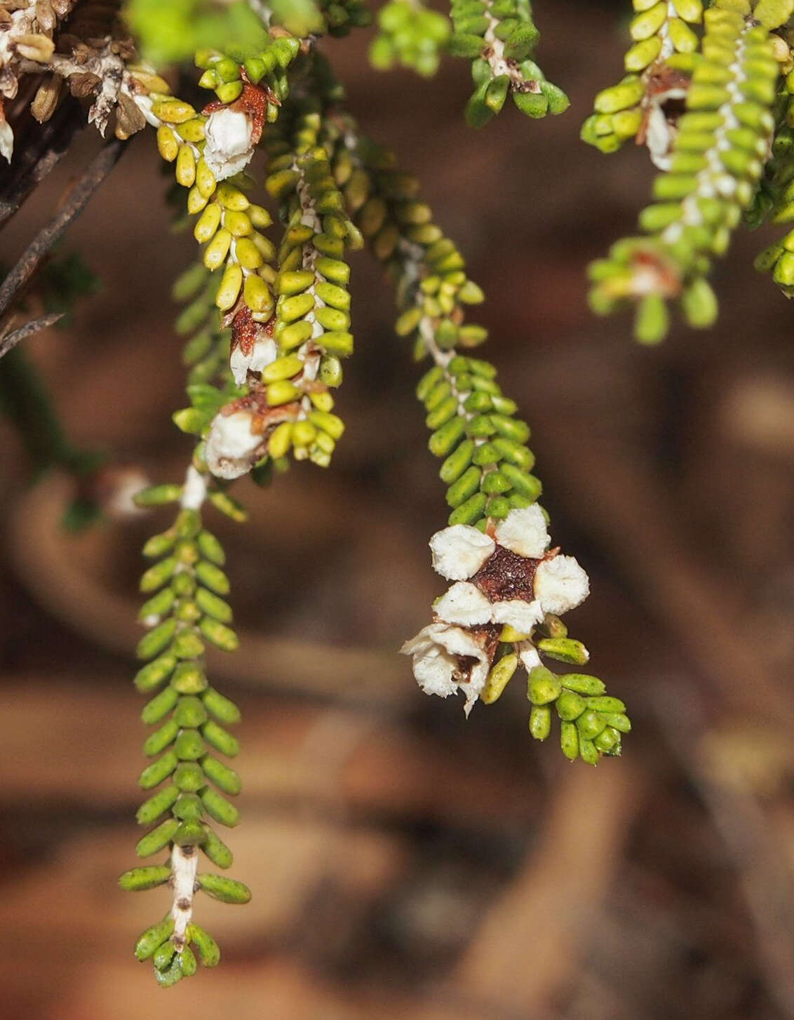 Sivun Thryptomene kuva