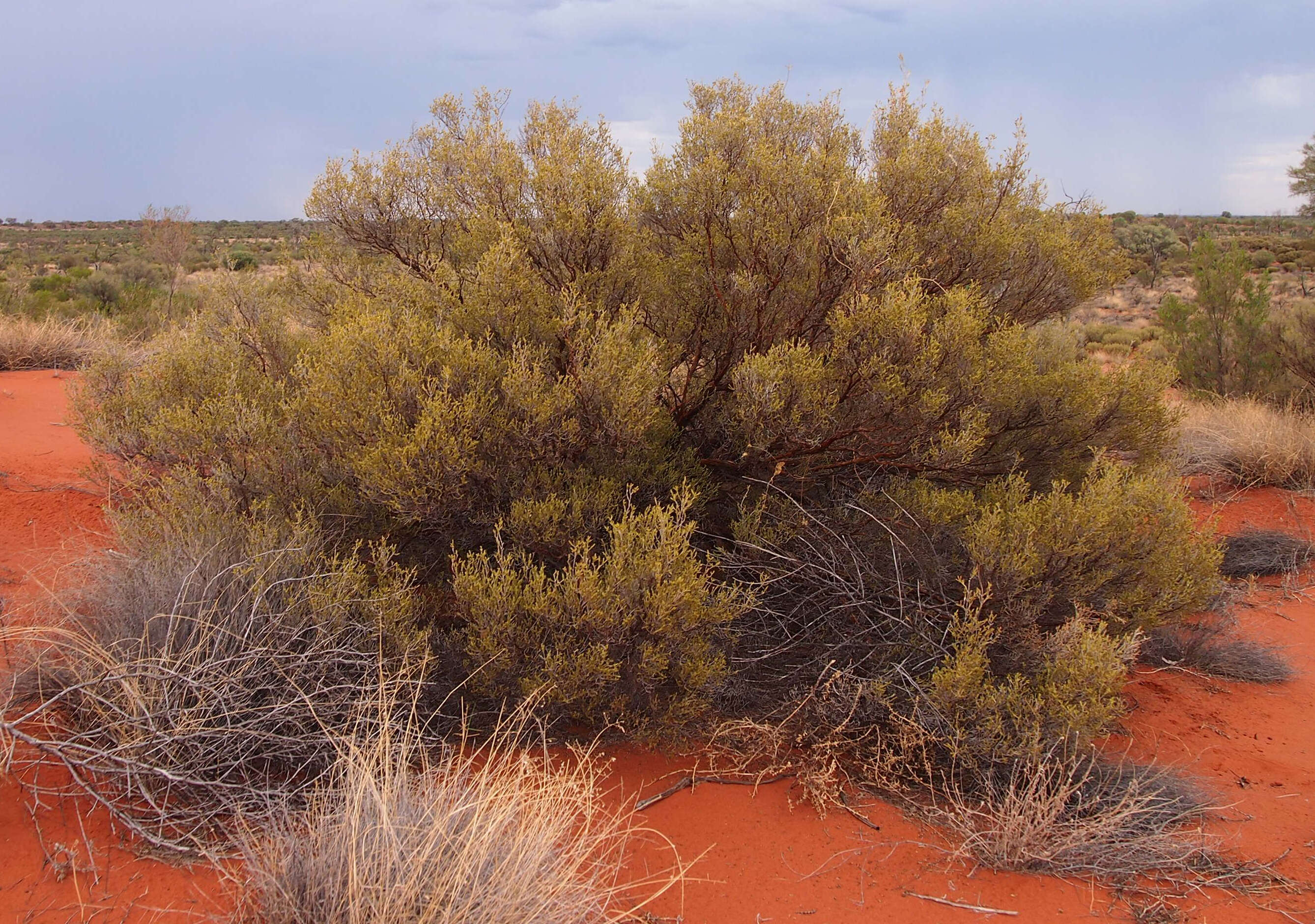 Sivun Thryptomene kuva