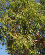 Image of Eucalyptus brownii Maiden & Cambage