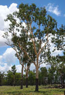 Image of Corymbia tessellaris (F. Müll.) K. D. Hill & L. A. S. Johnson