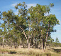 Image of Eucalyptus brownii Maiden & Cambage