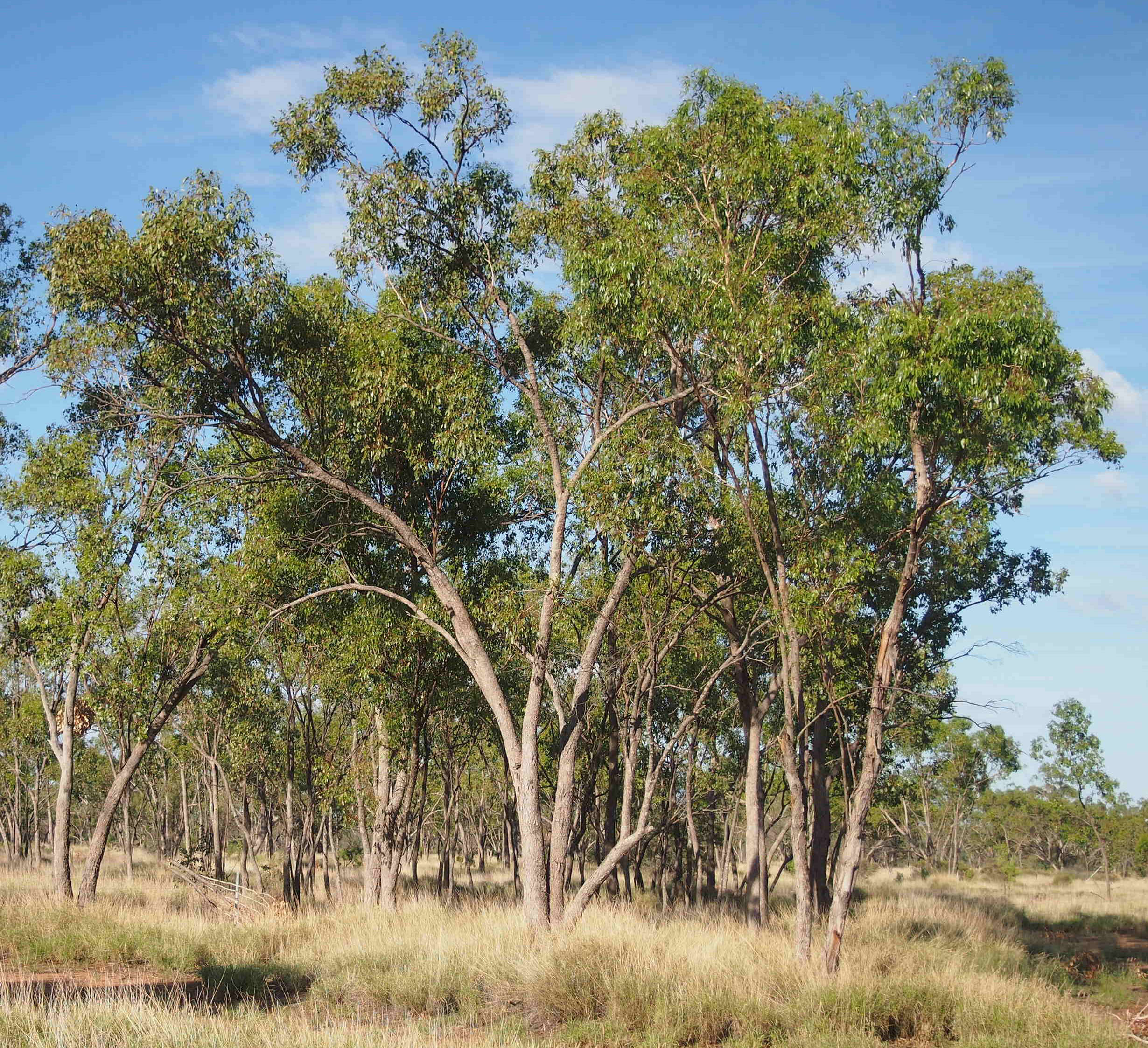 Image of Eucalyptus brownii Maiden & Cambage