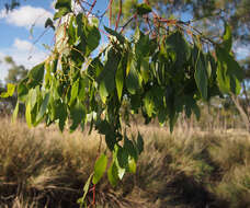 Image de Eucalyptus brownii Maiden & Cambage