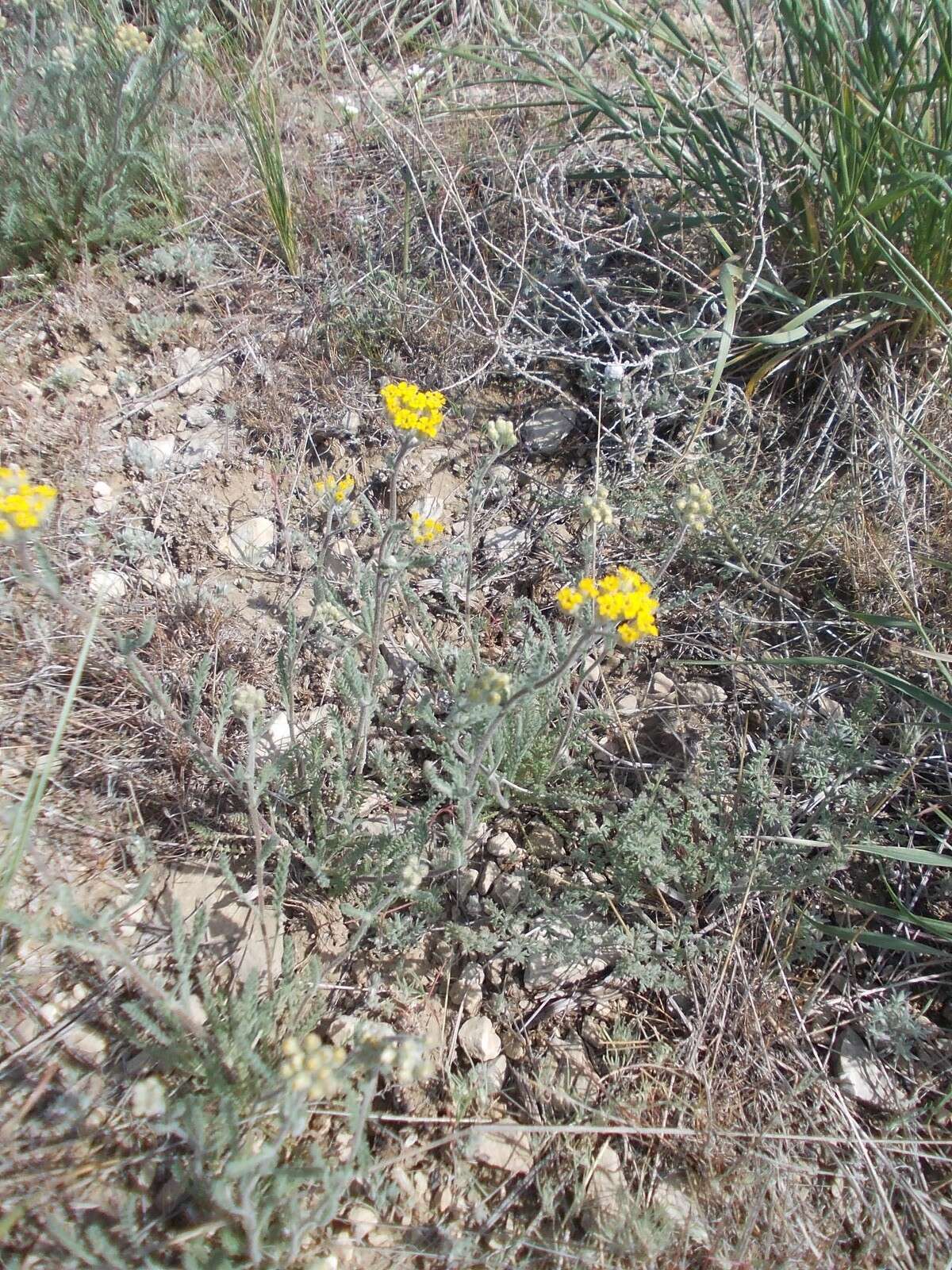 Sivun Achillea leptophylla Bieb. kuva