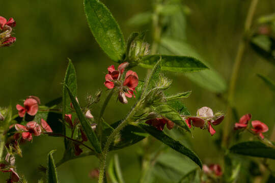 Imagem de Indigofera erythrogramma Baker