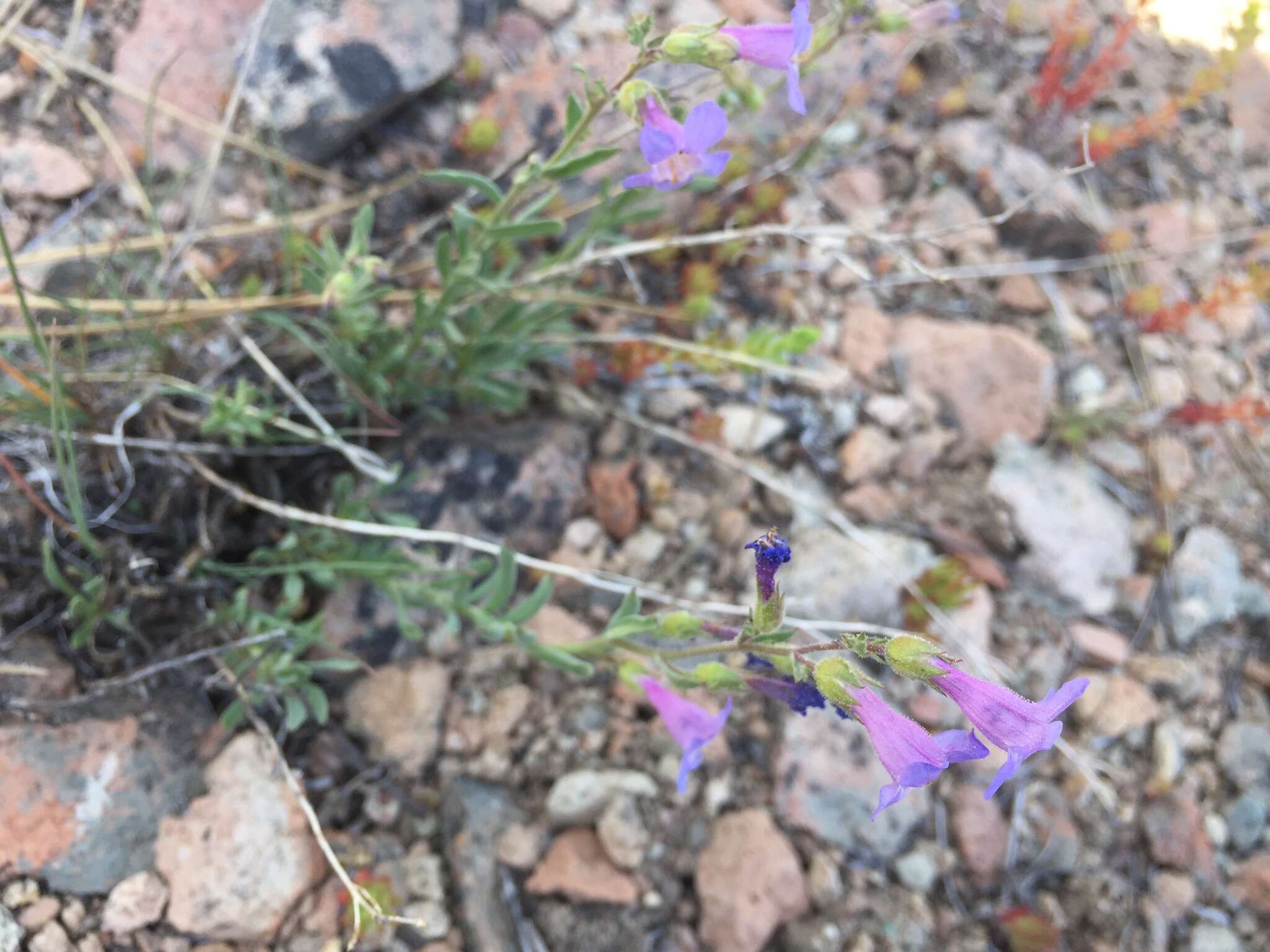 Image of Gairdner's beardtongue