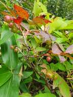 Image of Vaccinium smallii A. Gray