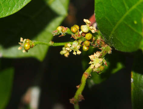 Image of Native holly