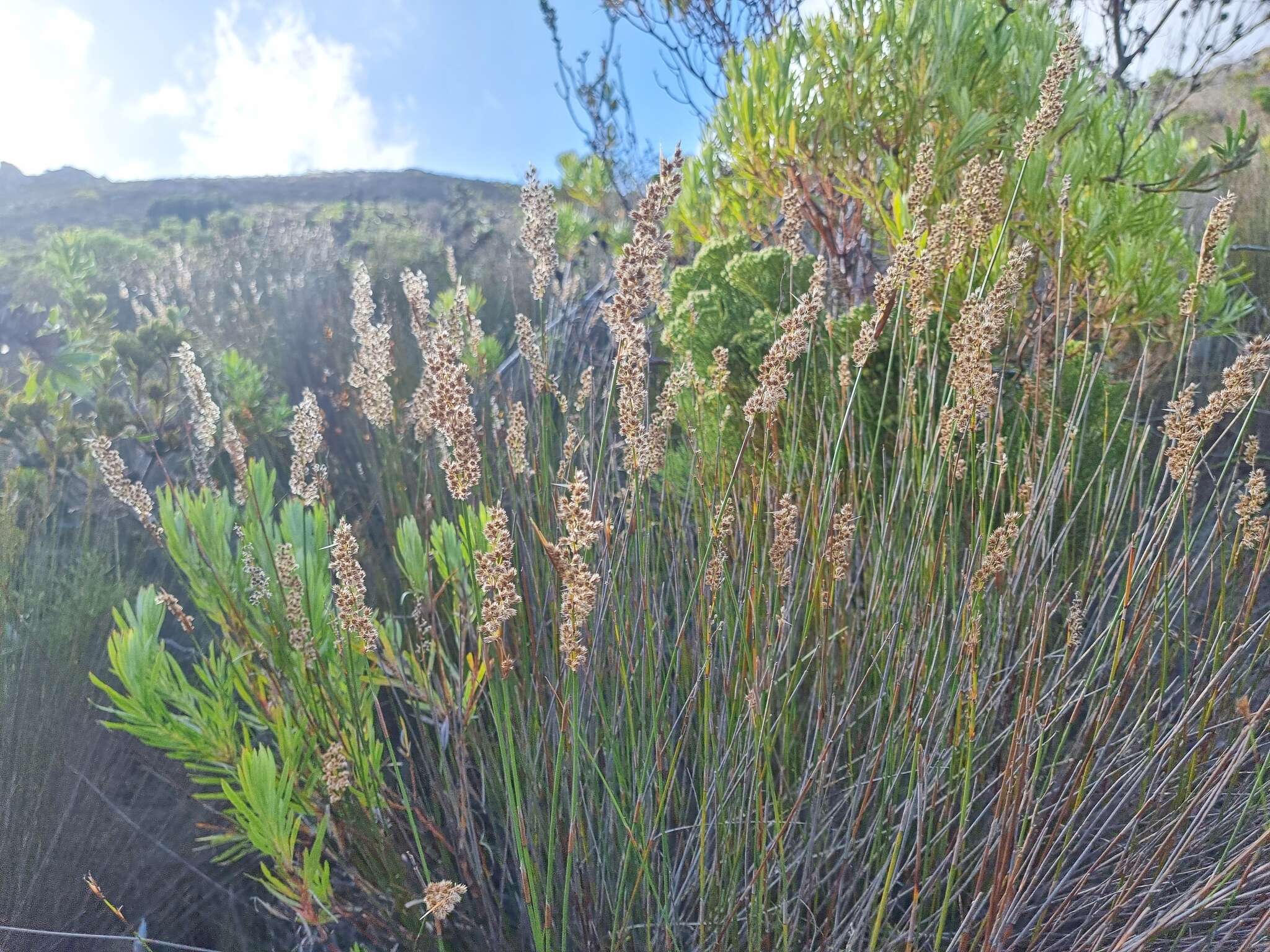 Image of Hypodiscus argenteus (Thunb.) Mast.