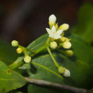 Plancia ëd Strychnos psilosperma F. Müll.