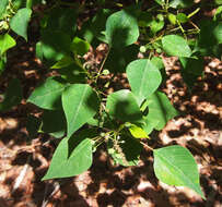 Sivun Homalanthus nutans (G. Forst.) Guill. kuva