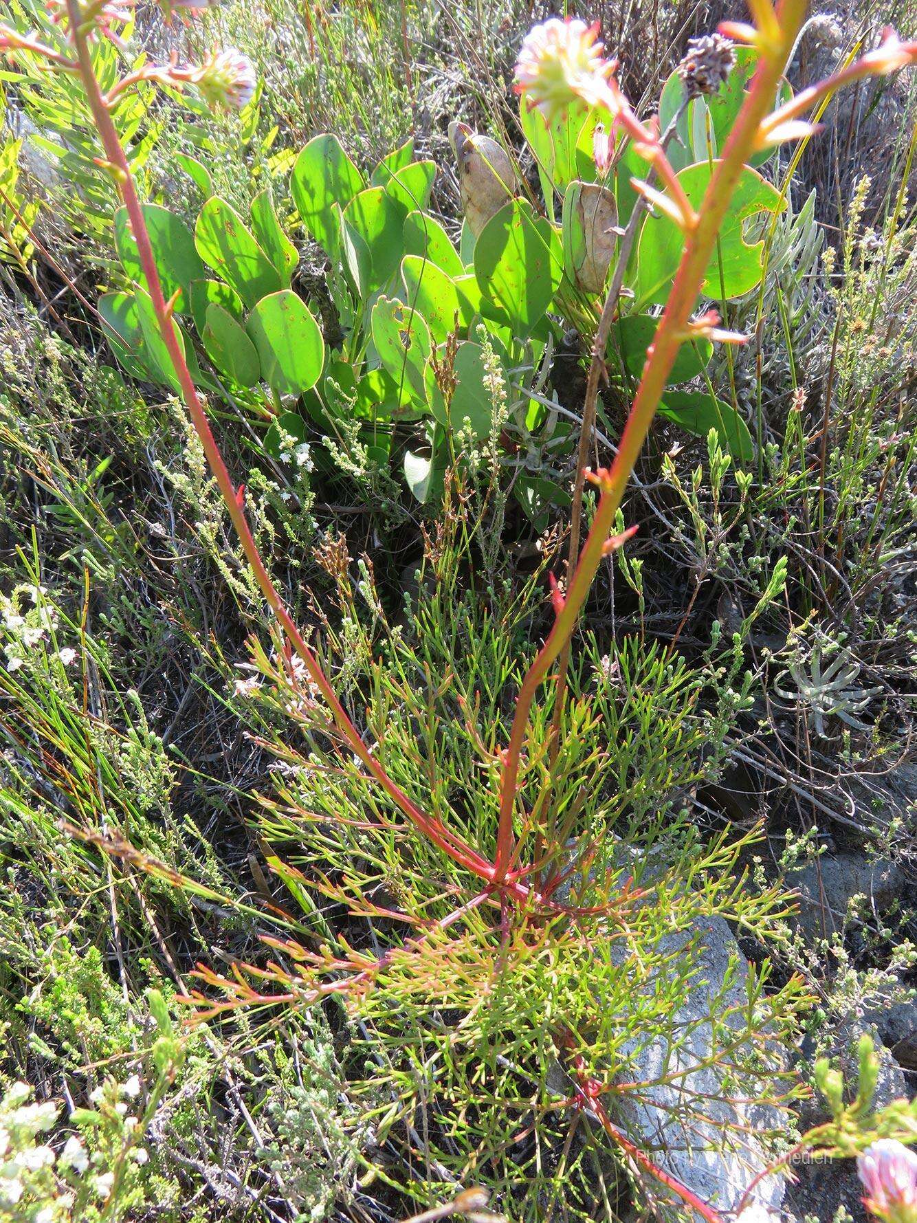 Sivun Serruria elongata (Berg.) R. Br. kuva