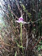 Image of Disperis capensis (L.) Sw.