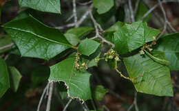 Image of Native holly