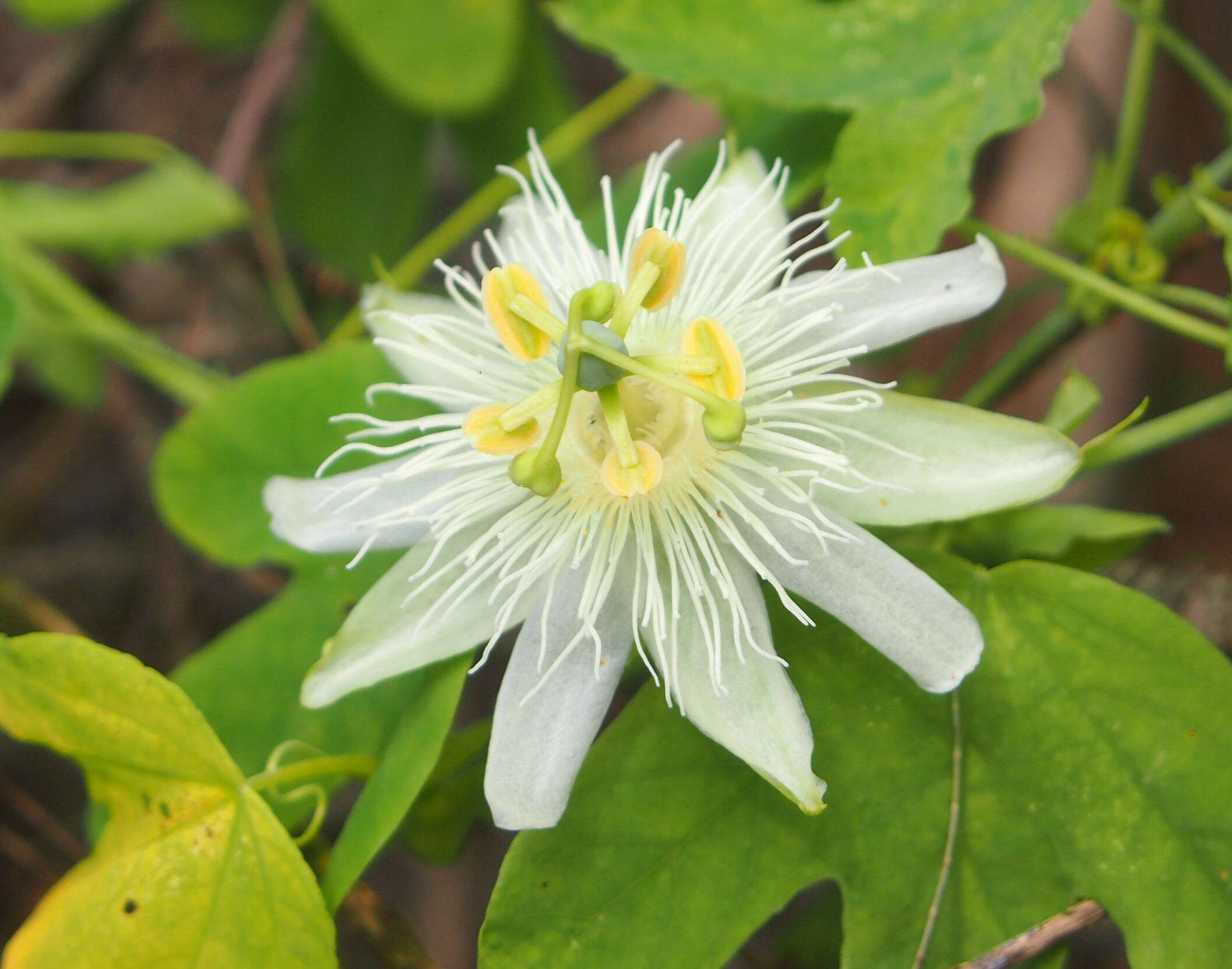 Image de Passiflora subpeltata Ortega