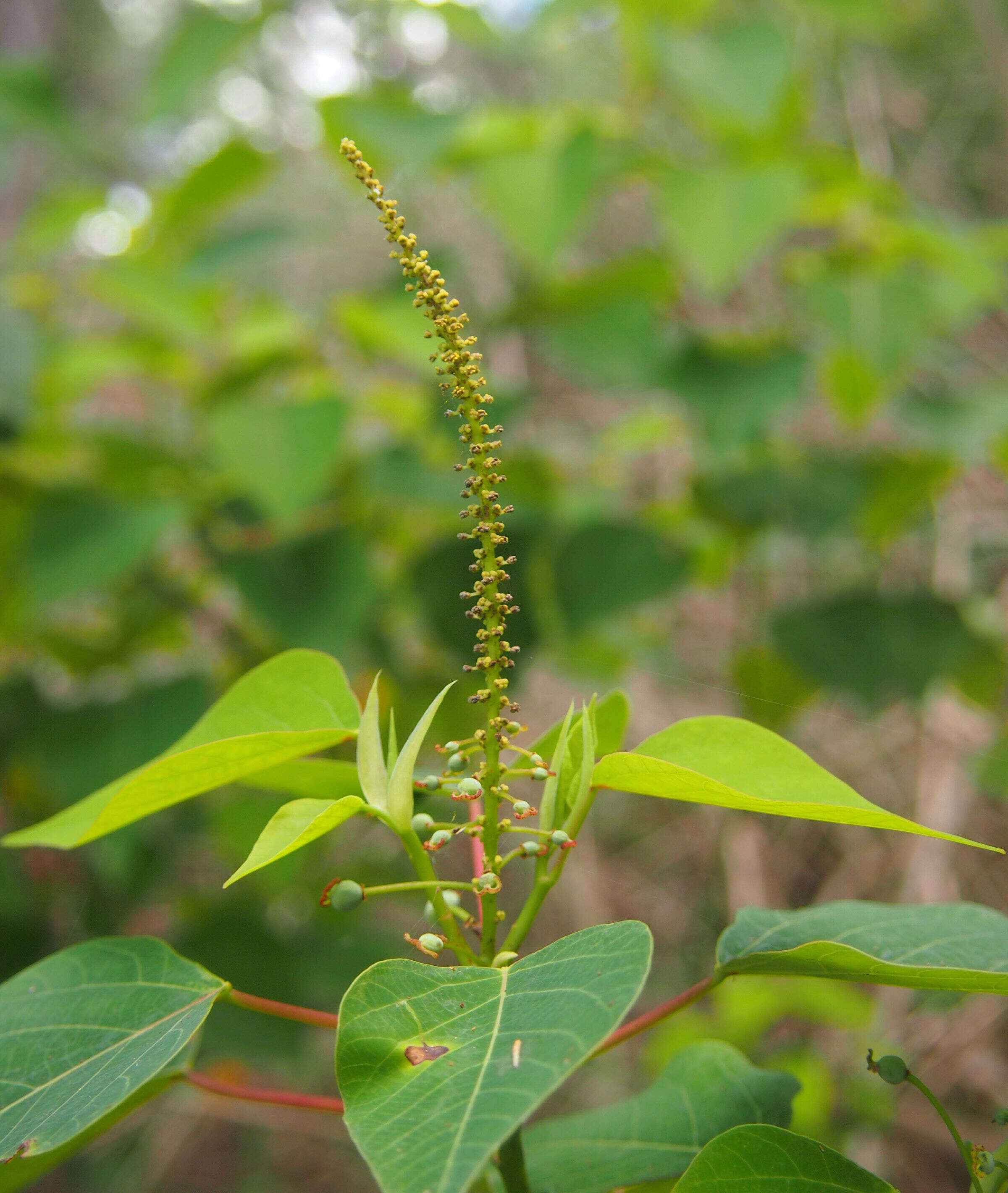 Sivun Homalanthus nutans (G. Forst.) Guill. kuva