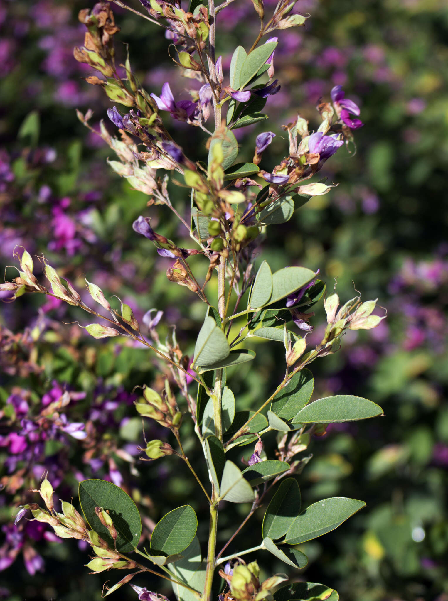 Sivun Lespedeza thunbergii (DC.) Nakai kuva